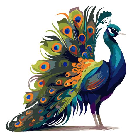 peacock vector